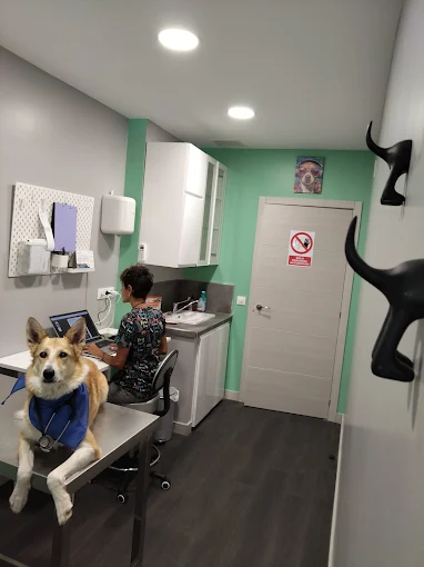 Veterinaria en consulta